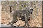 Een baviaan met kleintje
(Kruger Park 2007-09)