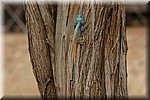 Een vel gekleurde hagedis
(Kruger Park 2007-09)