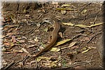 Een bruine hagedis
(Kruger Park 2007-09)