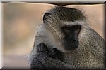 Aap op de camping.
Ze wilden de tosti die we zaten te eten ook wel proeven...
(Kruger Park 2007-09)
