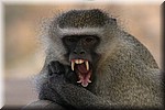 Maar met het wegjagen moet je toch wel oppassen...
(Kruger Park 2007-09)
