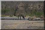 Groepje luie hyena's bij een waterplaats
(Kruger Park 2007-09)
