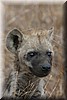 Jonge hyena langs de weg, erg nieuwsgierig
(Kruger Park 2007-09)