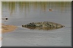Krokodil half in/uit het water
(Kruger Park 2007-09)