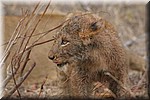 Jonge leeuw met kop nat van een prooi
Er lag een leeuwin met drie jongen en verderop nog enkele leeuwinnen
(Kruger Park 2007-09)