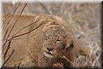Net als onze poes thuis, lekker de kop uitschudden
(Kruger Park 2007-09)