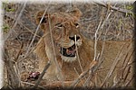 De leeuwin langs de weg met een stuk prooi
(Kruger Park 2007-09)