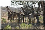 Een groep in de schaduw staande giraffes
(Kruger Park 2007-09)