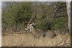 Waterbok
(Kruger Park 2007-09)