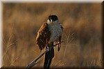 Een jonge roofvogel, waarschijnlijk een grootjagarend (Afrikaans)
(Kruger Park 2007-09)