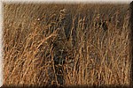 Een verscholen leewin
(Kruger Park 2007-09)