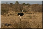 Een mannetjes struisvogel
We hebben vrijwel geen struisvogels gezien, wat ons verbaasde
(Kruger Park 2007-09)