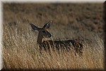 Een impala in het hoge gras
(Kruger Park 2007-09)