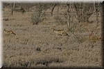 Twee jakhalzen in het veld
(Kruger Park 2007-09)