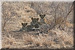 Familie foto (1)
Er waren in totaal 7 jonge leeuwen van verschillende leeftijden bij deze ene leeuwin
(Kruger Park 2007-09)