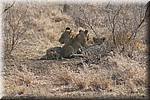 Familie foto (2)
Op een gegeven moment lagen de meeste jongen verspeid in het gras naar de auto's te kijken...
Wie bekijkt nu wie?
(Kruger Park 2007-09)