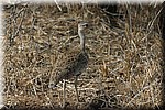 Korhaan
(Kruger Park 2007-09)