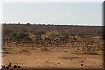 Zebra's en impala's bij een waterplaats
(Kruger Park 2007-09)