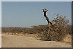 Een wat vreemde plaats voor een boom en ook de positie waarin...
(Kruger Park 2007-09)
