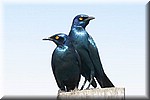 Grootglans spreeuwen
(Kruger Park 2007-09)