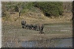 Het leek wel Jungle book, in parade naar de waterkant
(Kruger Park 2007-09)