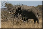 Oudere olifant, gezien de slagtanden
(Kruger Park 2007-09)