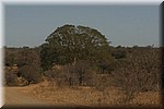 Een enorme boom in het midden van het kreupelgewas
(Kruger Park 2007-09)