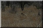 Het lijkt toch echt een leeuw?
Na goed bestuderen en overleg met andere spotters besloten we dat het toch een boomstam moest zijn...
(Kruger Park 2007-09)