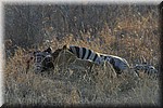 Op weg Kruger uit nog een tweetal leeuwen met een zebra als prooi
(Kruger Park 2007-09)