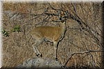 Een steenbokje (klipspringer) parmantig op zijn hoefjes