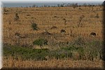Een groepje vrouwtjes struisvogels
(Kruger Park 2007-09)