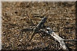 Hagedisje
(Kruger Park 2007-09)