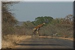 Een van de zeker meer dan 30 giraffes op onze ochtend het park uit
(Kruger Park 2007-09)