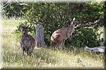 Kangaroes langs het pad