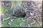 Echidna op de camping