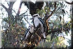 Kookaburra's