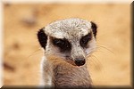 Meerkat