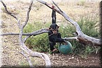 Chimpansee.
Een aantal ervan komen uit Burgers Zoo in Nederland