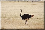 Struisvogel