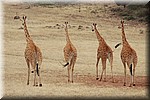 Giraffen