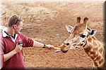 Praatje van de verzorger bij de Giraffen