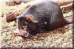 Tasmanian Devil