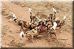 Het voeren van de Wilde honden