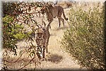 Cheetah's.
Deze twee zijn met de hand opgevoed, daarom kan de verzorgster bij hen komen.