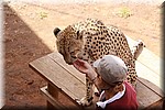 Cheetah's.
Deze twee zijn met de hand opgevoed, daarom kan de verzorgster bij hen komen.