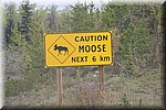 Moose / Elanden