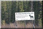 Geen jacht op (berg) schapen toegestaan