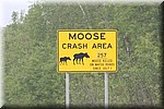 Moose aanrijdingen 
257 dode Elanden door aanrijdingen in bijna een jaar rond Anchorage (Alaska)
