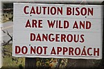 Bizons zijn wild en gevaarlijk, niet benaderen