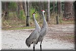 Florida Kraanvogels